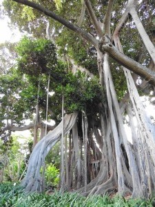 Yep, still a Ficus!        